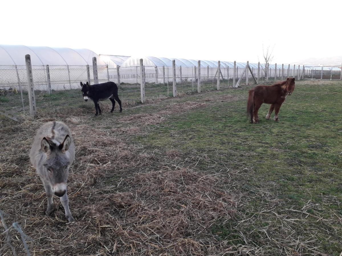 Agriturismo Torre Cristina Aprilia Buitenkant foto